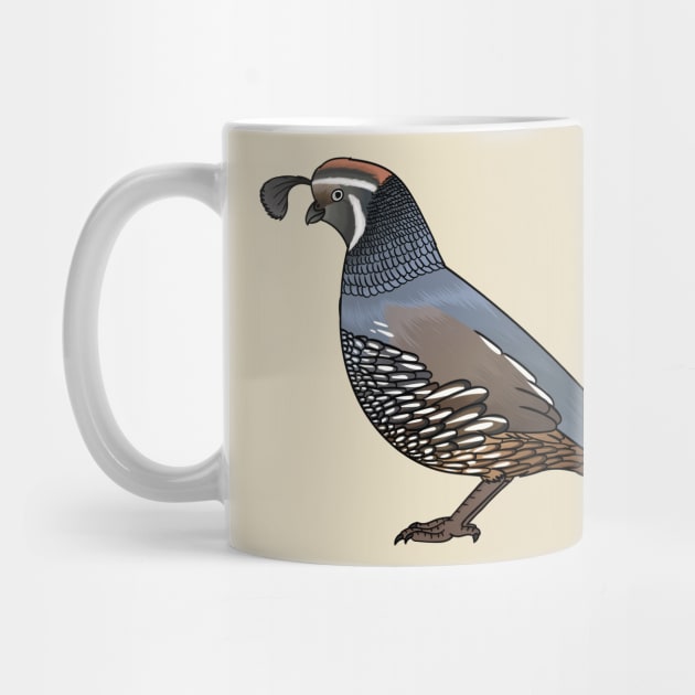 California quail bird cartoon illustration by Cartoons of fun